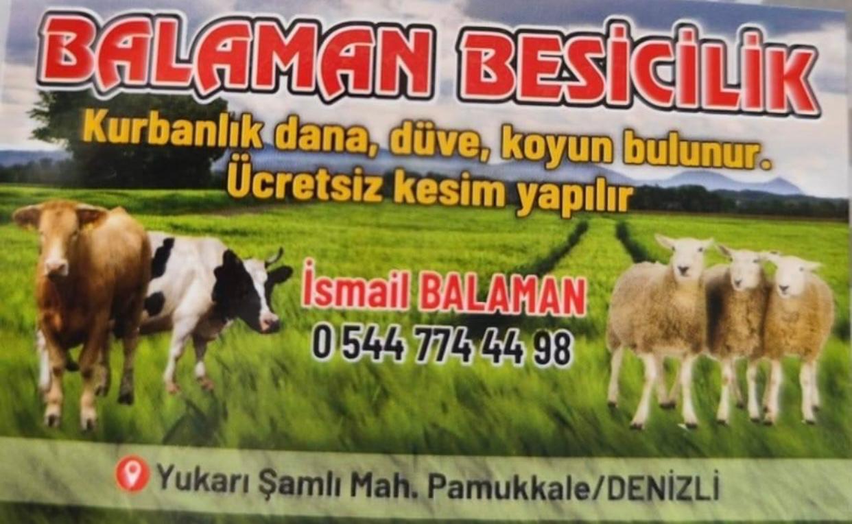 Denizli merkez kurbanlık koyun satış işleri, besicilik hizmeti verenler, kurbanlık büyükbaş satış hizmeti, düve satışı, kurban kesim hizmeti, küçükbaş hayvan satışı, adalık kurban satış hizmetleri verilmektedir.
Kurbanlık koyun satış işleri, besicilik hizmeti verenler, kurbanlık büyükbaş satış hizmeti, düve satışı, kurban kesim hizmeti, küçükbaş hayvan satışı ve adalık kurban satış hizmetleri gibi geniş bir yelpazede size hizmet sunuyoruz! Uzman ekibimiz, Kurban Bayramı öncesinde ihtiyacınız olan her türlü kurbanlık hayvanı en sağlıklı ve kaliteli şekilde temin etmek için burada. Kurbanlık koyun satış işlerimizde, sağlıklı ve uygun fiyatlı koyunları sizinle buluşturuyor, besicilik hizmeti verenler olarak da, besicilik sektöründe uzun yıllara dayanan deneyimimizle en kaliteli büyükbaş kurbanlıkları yetiştiriyoruz. Düve satışı ve küçükbaş hayvan satışı hizmetlerimizle, ihtiyacınız olan her türlü kurbanlık hayvanı sizinle buluşturuyoruz. Kurban kesim hizmeti ve adalık kurban satış hizmetlerimizle de, kurban ibadetinizi en güvenilir şekilde gerçekleştirmenize yardımcı oluyoruz. Müşteri memnuniyetini her zaman ön planda tutarak, sağlıklı ve güvenilir hizmet sunuyoruz. Kurban Bayramı için en doğru tercihi yapmak ve kaliteli kurbanlık hayvanlara sahip olmak için bize ulaşın!